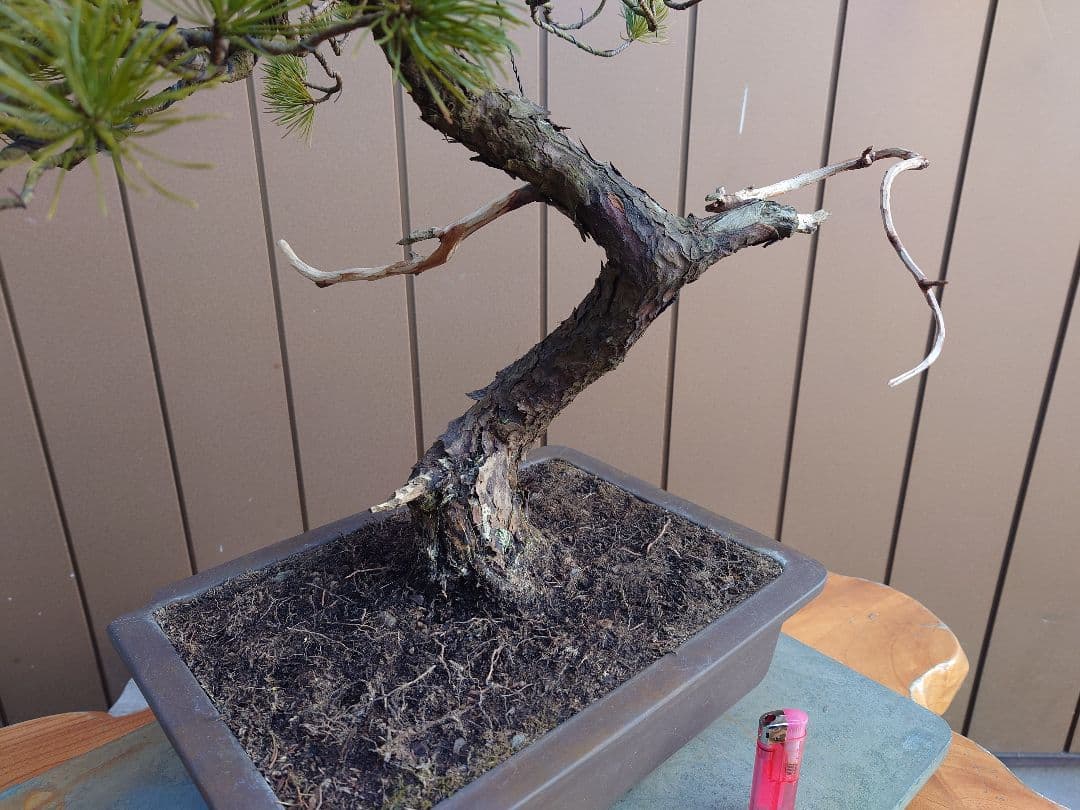 盆栽　五葉松　樹高58cm