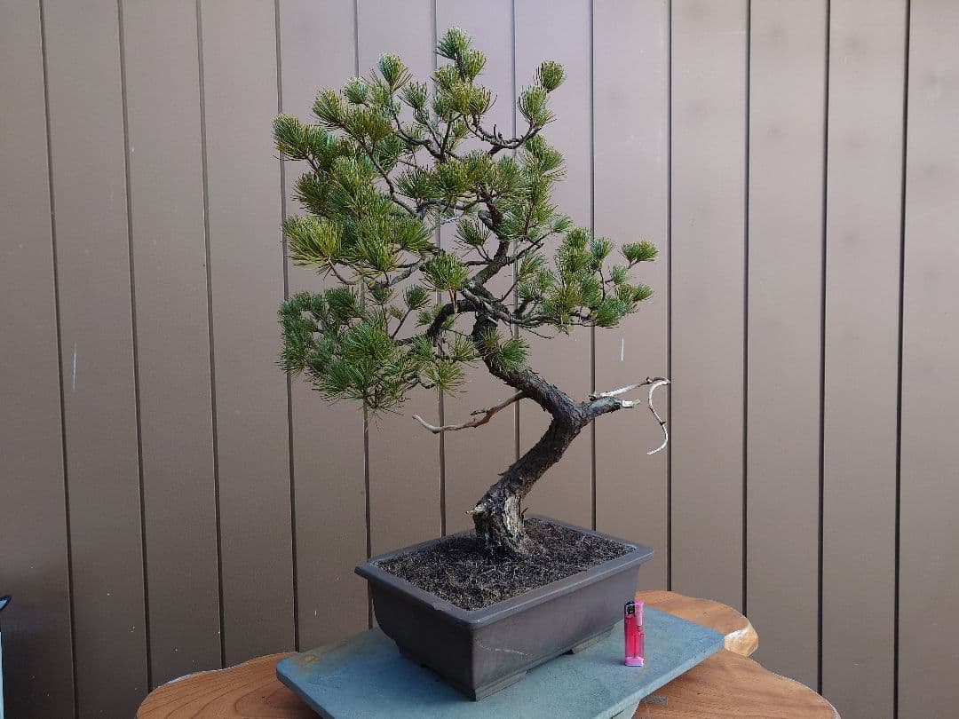 盆栽　五葉松　樹高58cm