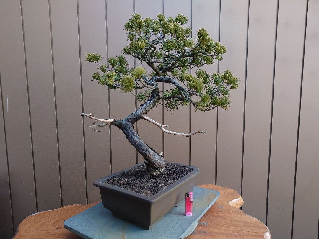 盆栽　五葉松　樹高58cm