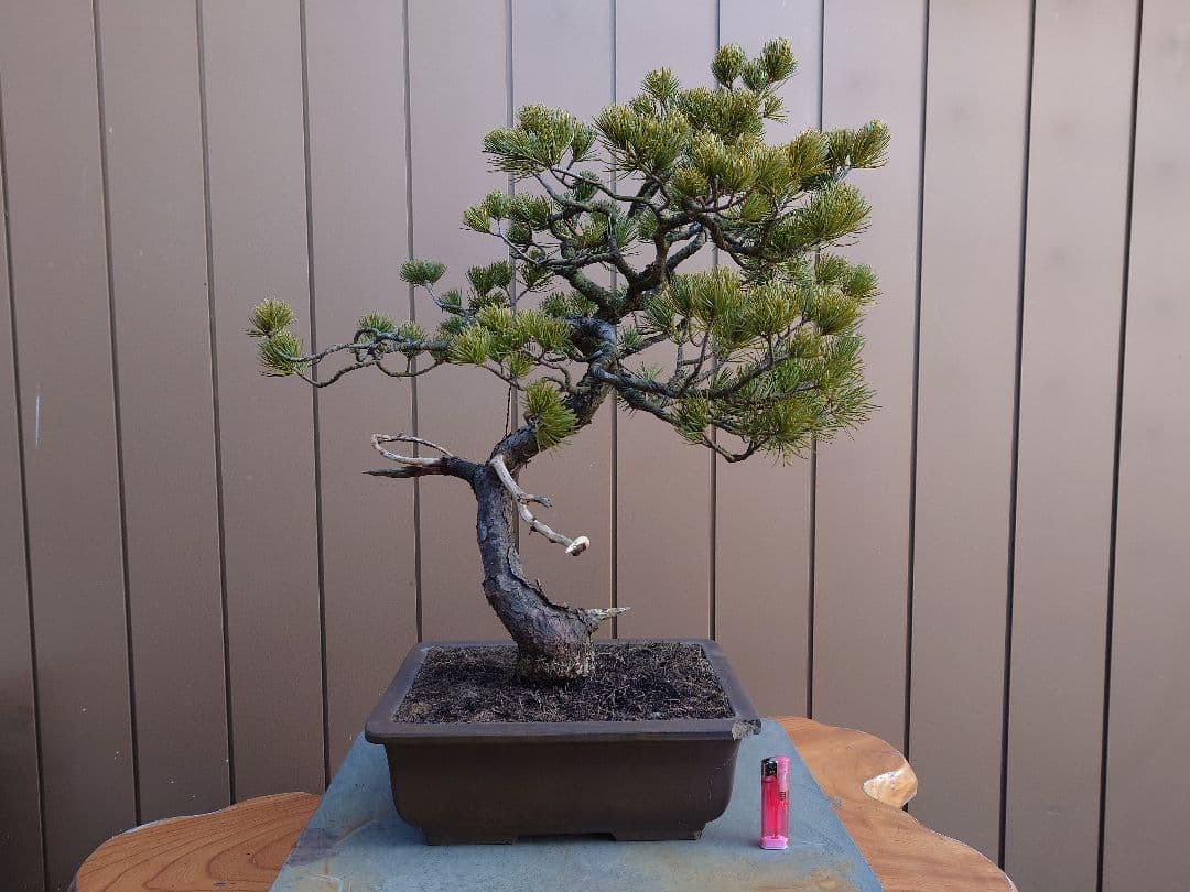 盆栽　五葉松　樹高58cm