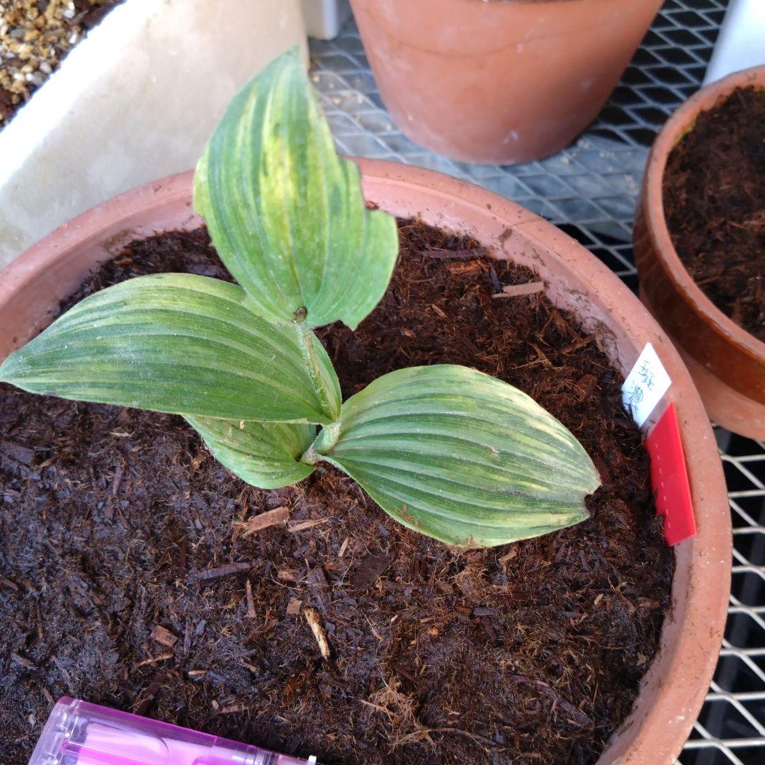 山野草　斑入り濃色礼文　アツモリソウ　花１芽株