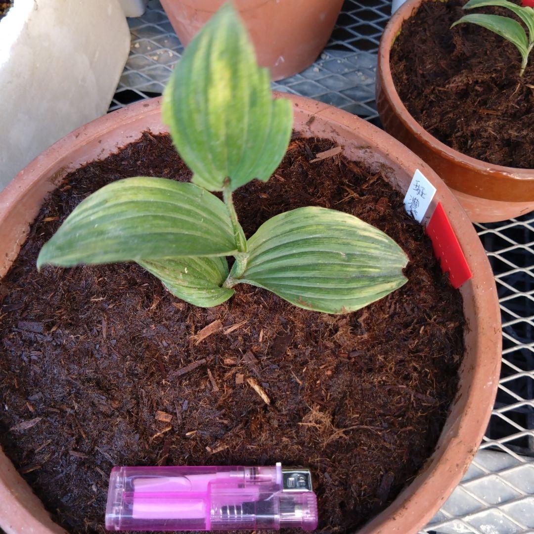 山野草　斑入り濃色礼文　アツモリソウ　花１芽株