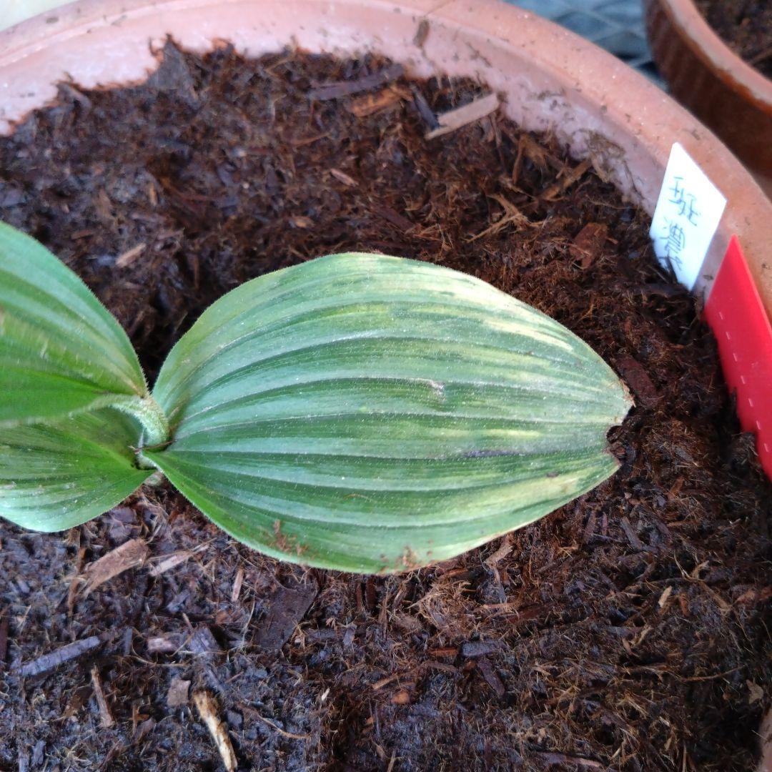 山野草　斑入り濃色礼文　アツモリソウ　花１芽株