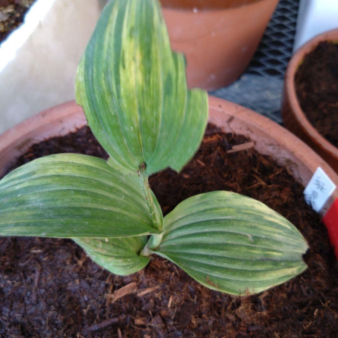 山野草　斑入り濃色礼文　アツモリソウ　花１芽株