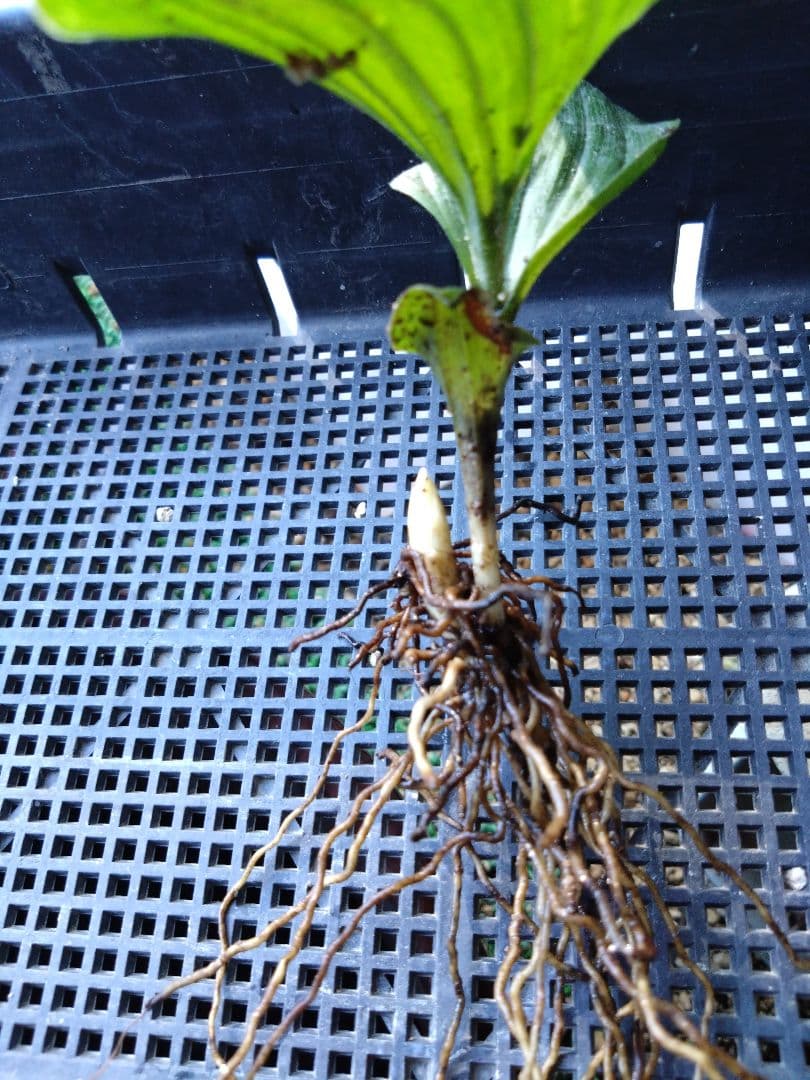 山野草　斑入り濃色礼文　アツモリソウ　花１芽株