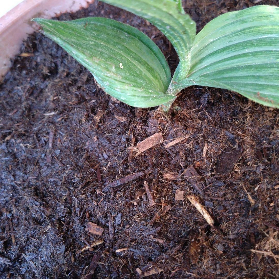 山野草　斑入り濃色礼文　アツモリソウ　花１芽株