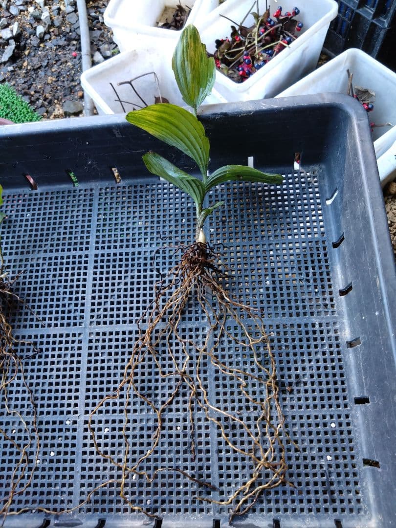 山野草　斑入り濃色礼文　アツモリソウ　花１芽株