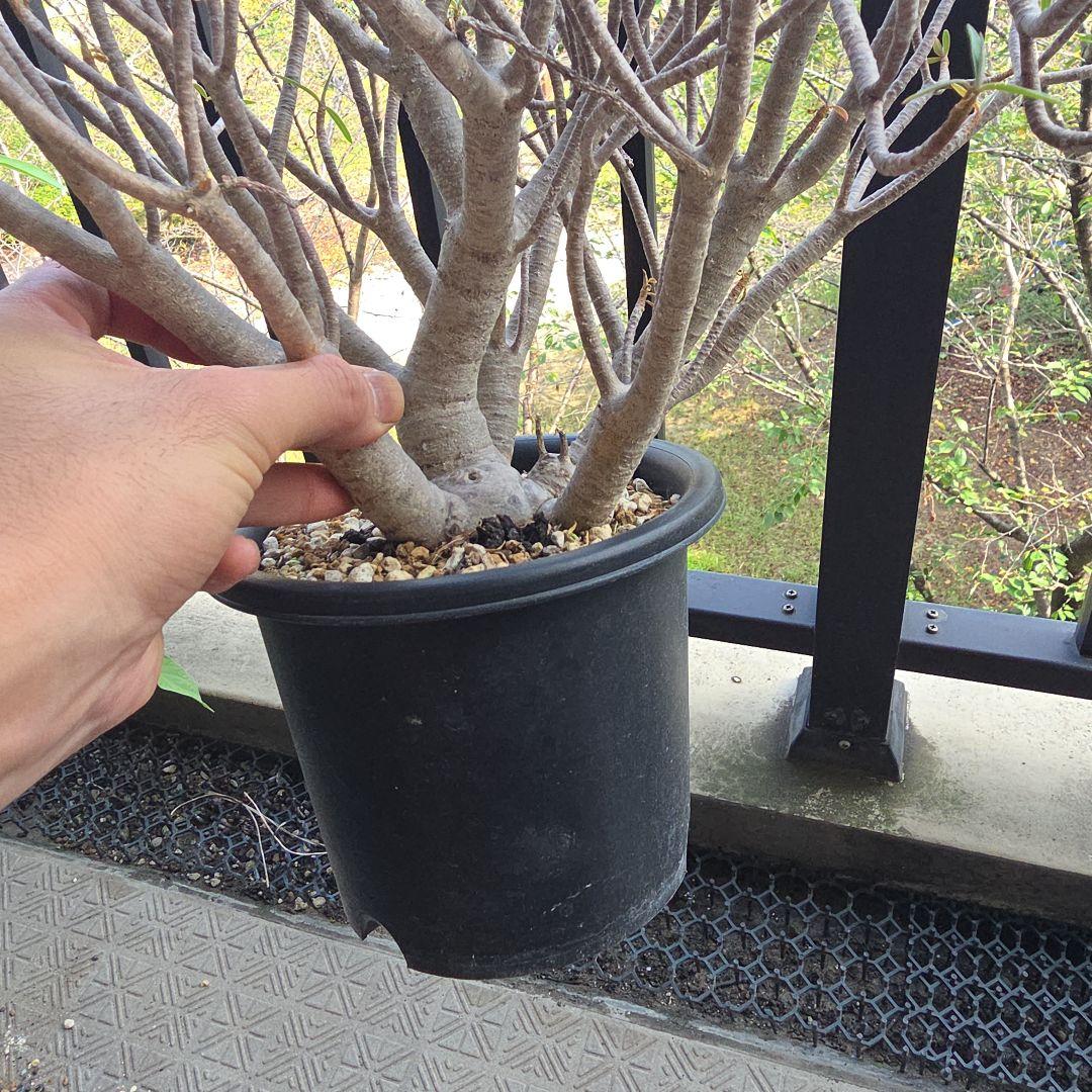 ユーフォルビア　バルサミフェラ　現地球　発根済み