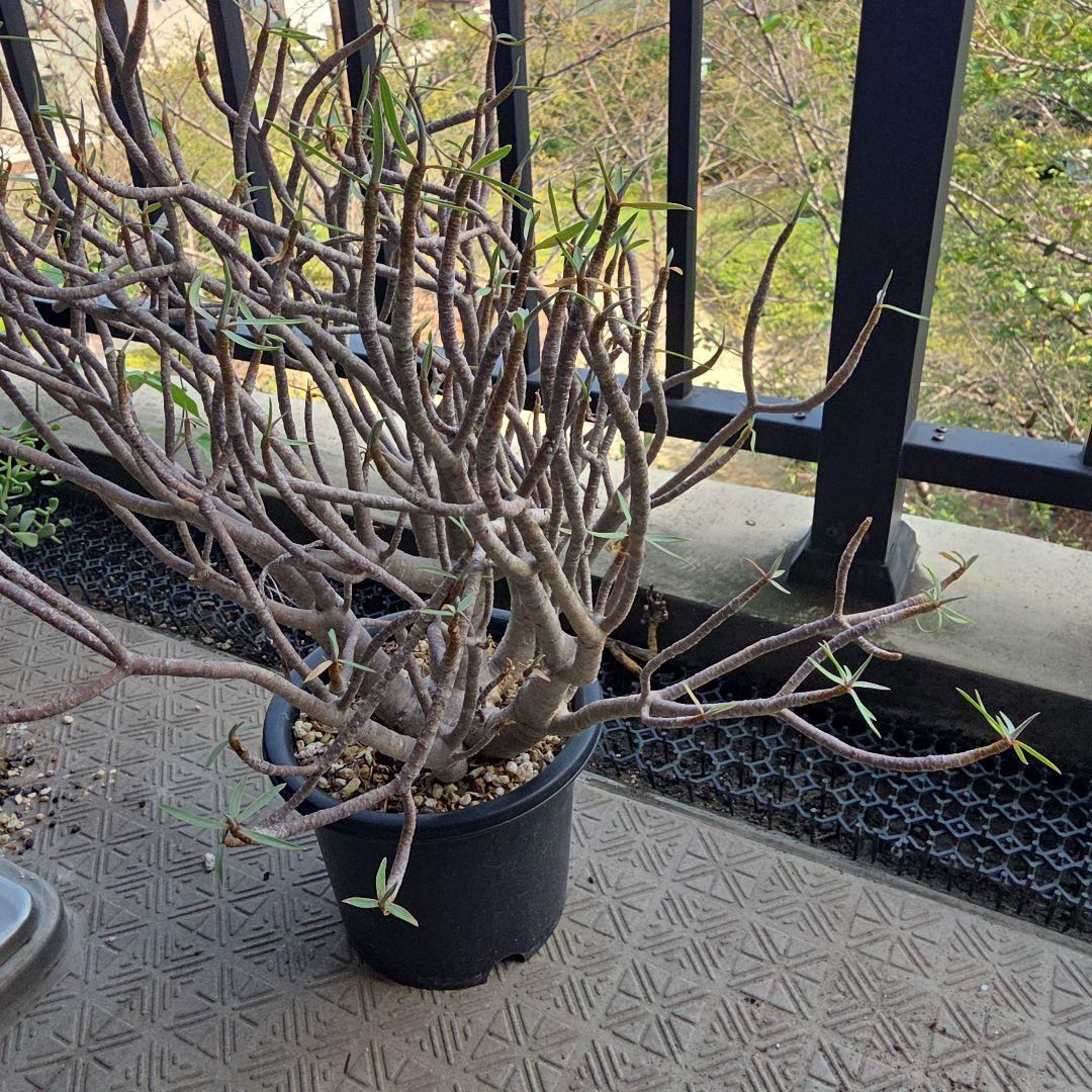 ユーフォルビア　バルサミフェラ　現地球　発根済み