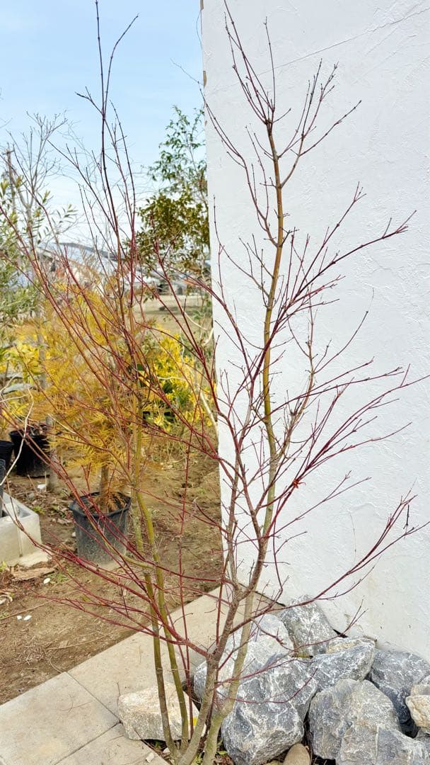 超逸品。イロハモミジ大株立ち1.7M(鉢底から)品番D - メルカリ