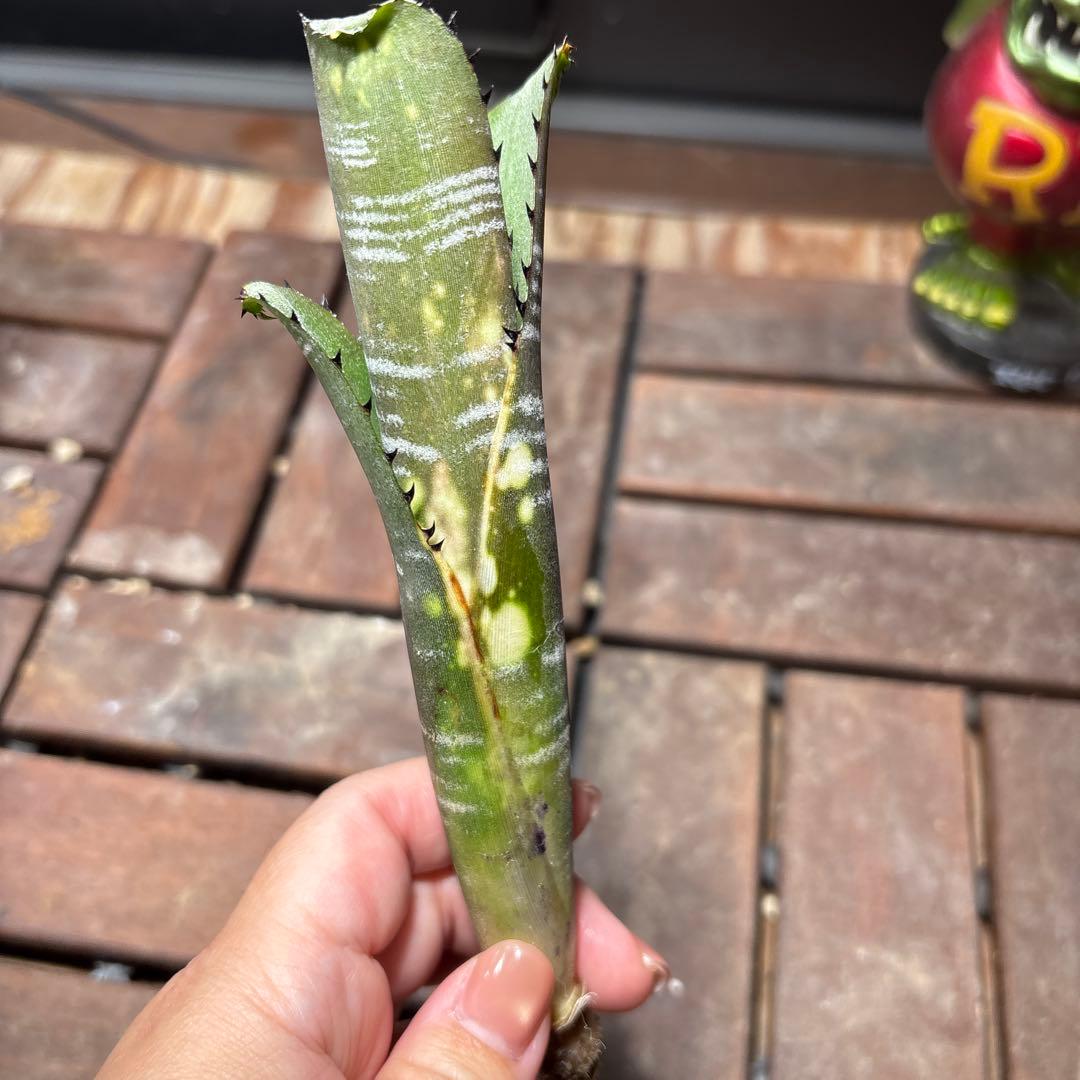 年末特価最終！ビルベルギア　ドミンゴス・マルティンス　抜き苗