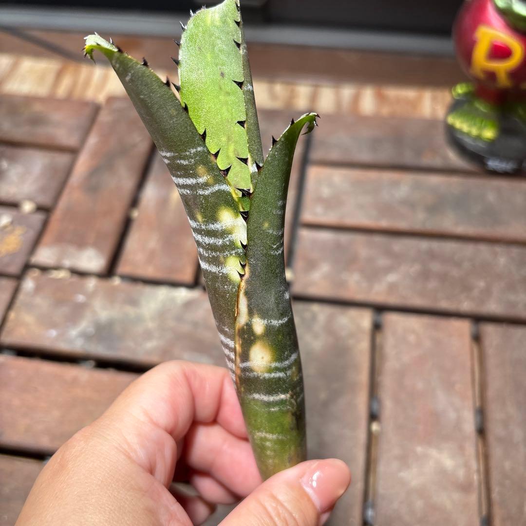 年末特価最終！ビルベルギア　ドミンゴス・マルティンス　抜き苗