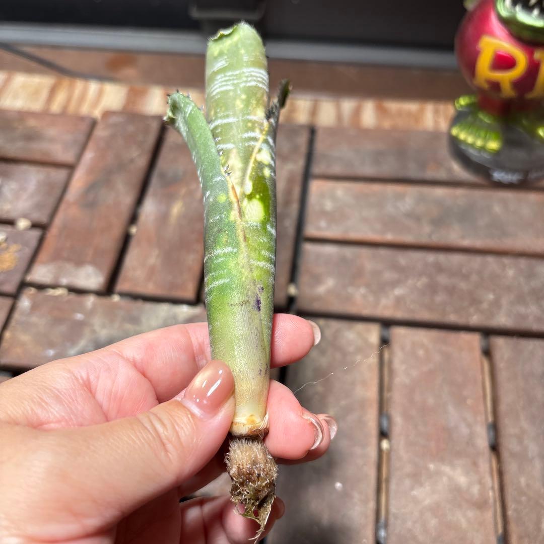 年末特価最終！ビルベルギア　ドミンゴス・マルティンス　抜き苗