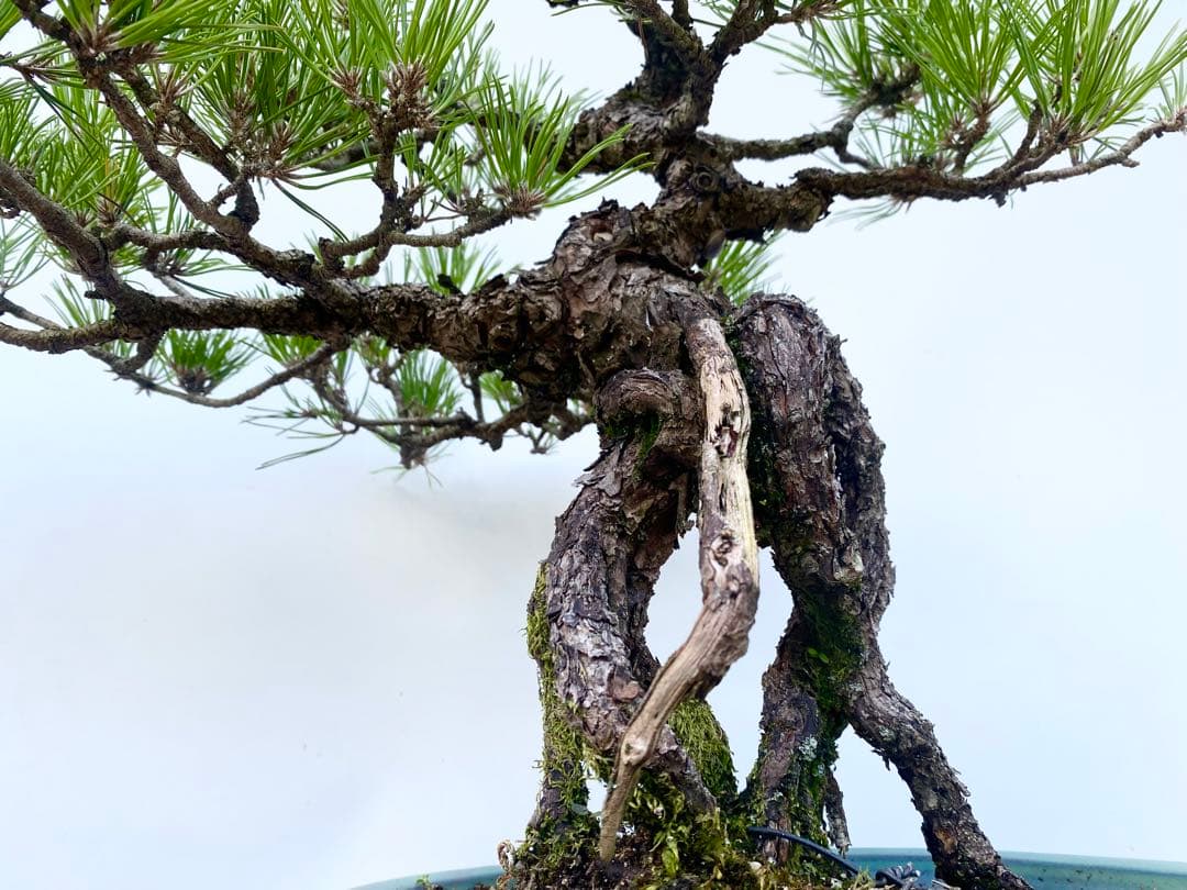 白木盆栽園 根上がり 黒松 樹高47センチ 盆栽黒松赤松五葉松真柏雑木趣