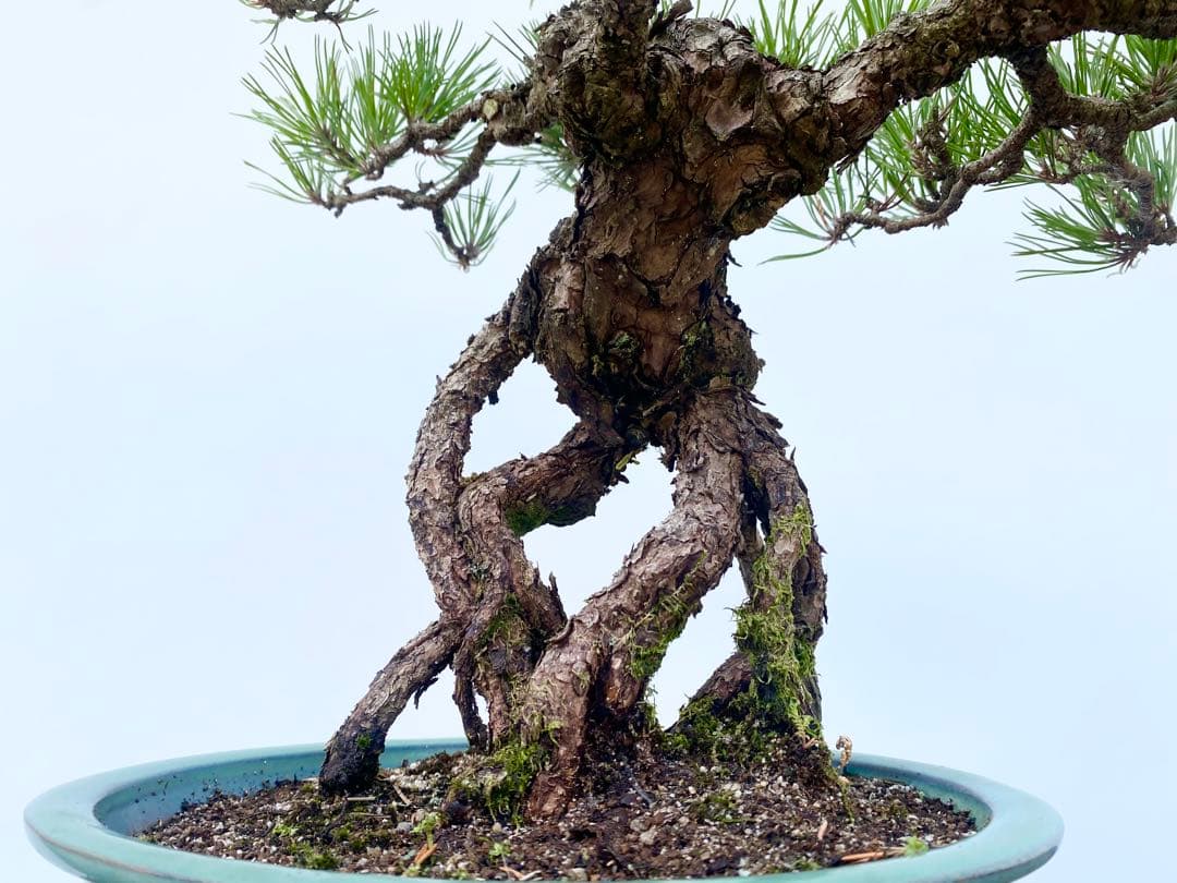 白木盆栽園 根上がり 黒松 樹高47センチ 盆栽黒松赤松五葉松真柏雑木趣