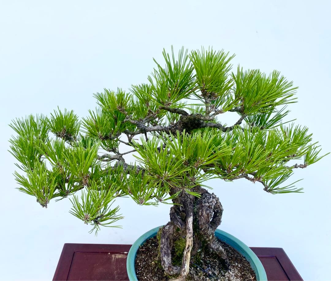 白木盆栽園 根上がり 黒松 樹高47センチ 盆栽黒松赤松五葉松真柏雑木趣