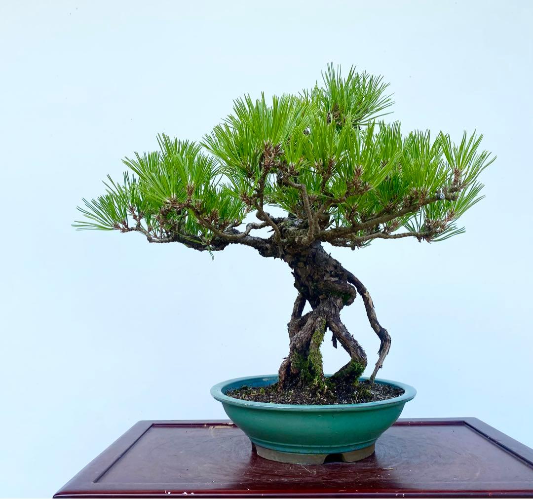 白木盆栽園 根上がり 黒松 樹高47センチ 盆栽黒松赤松五葉松真柏雑木趣