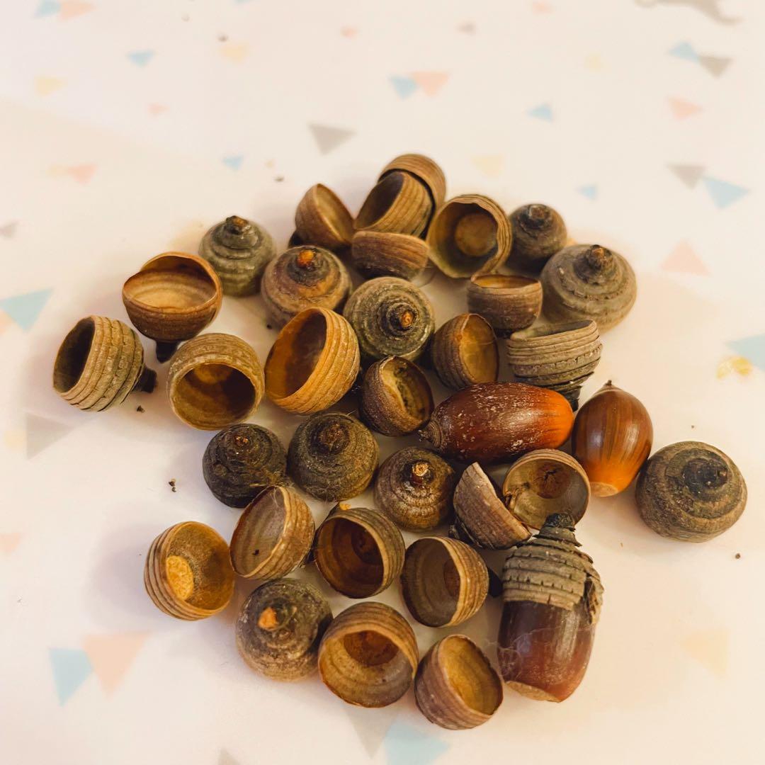 どんぐり 1000個 10月採取 水洗い 煮沸処理 陰干し 砲弾型 磨き - メルカリ