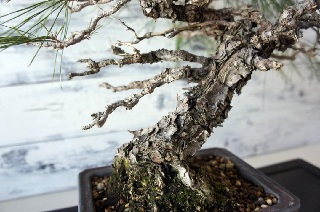 盆栽 『赤松』 和風 インテリア 観葉植物 ガーデニング 送料無料 b066