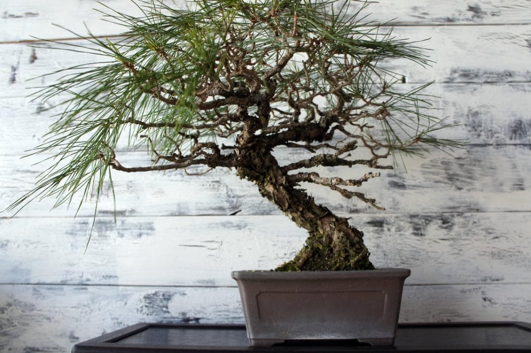 盆栽 『赤松』 和風 インテリア 観葉植物 ガーデニング 送料無料 b066