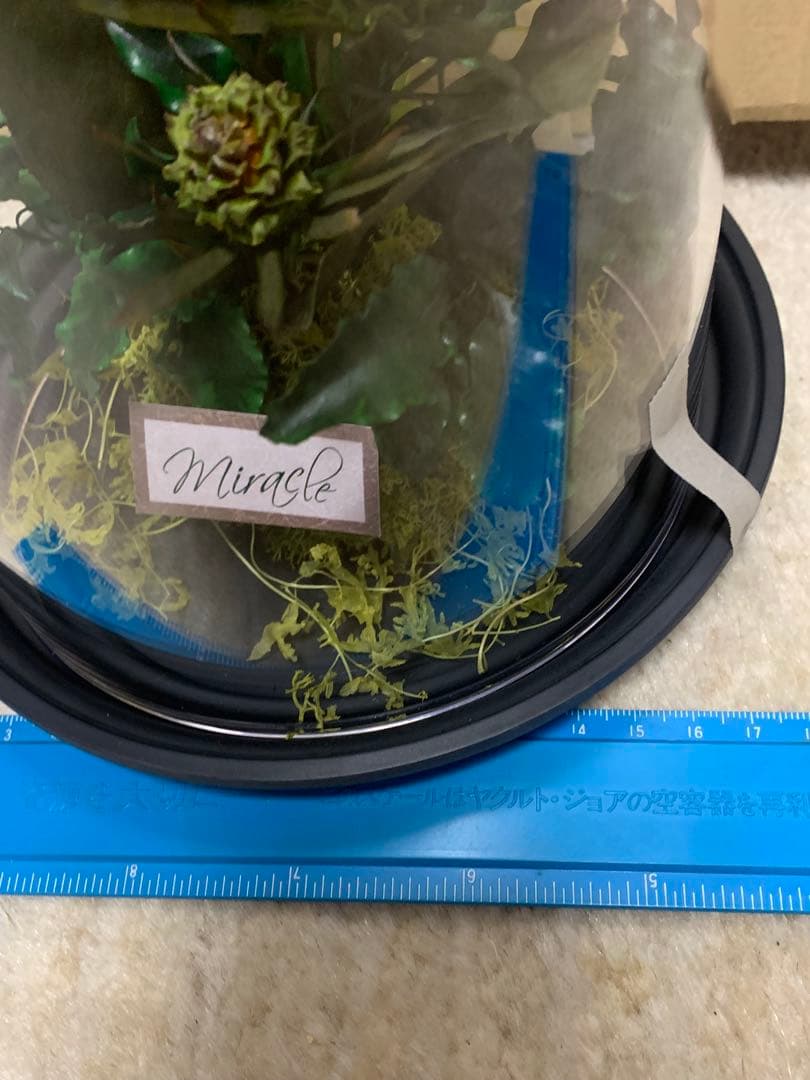 青い薔薇プリザーブドフラワー ガラスドーム付き Miracle