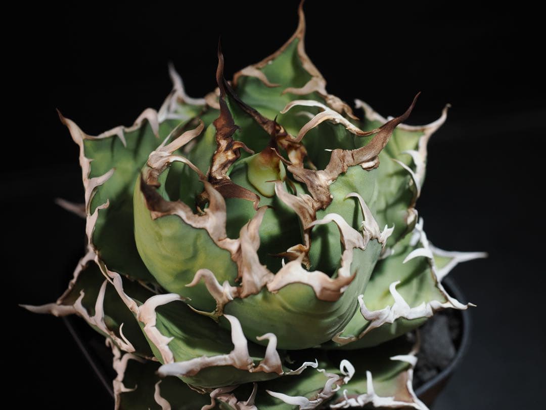 アガベ　アリゾナ