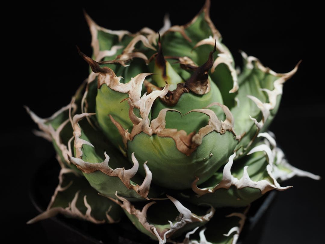 アガベ　アリゾナ