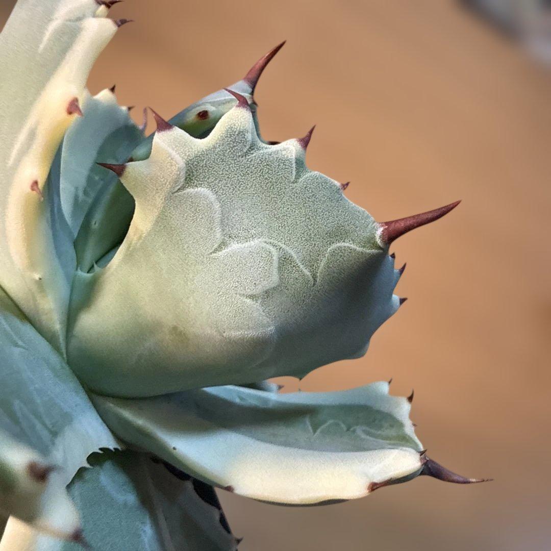 極上】アガベ アトミックゴールド プレステラ105 極上ペンキ 赤棘