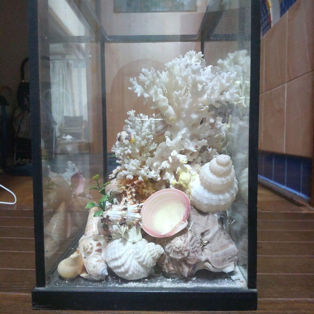 天然珊瑚　置き物　江ノ島　サンゴ　珊瑚　お土産