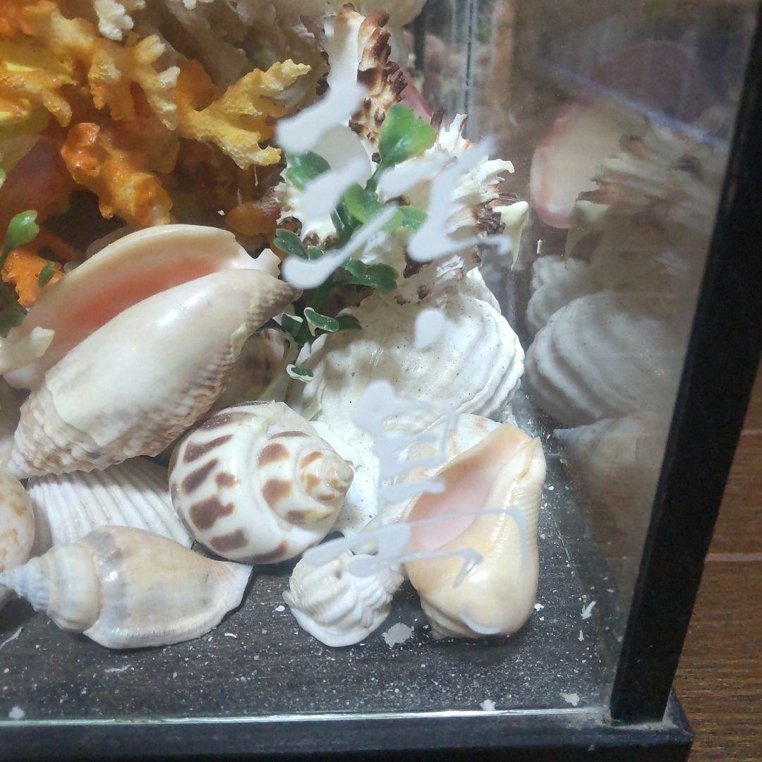 天然珊瑚　置き物　江ノ島　サンゴ　珊瑚　お土産