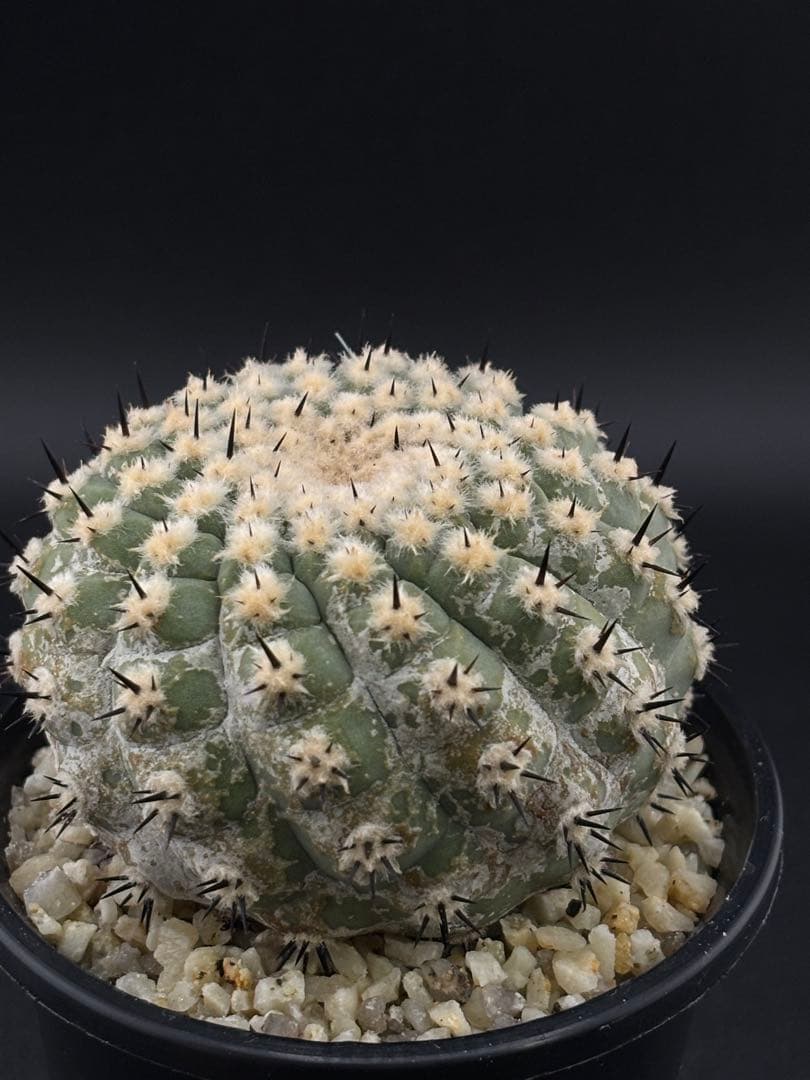 短刺螺旋　黒王丸　コピアポア　台付