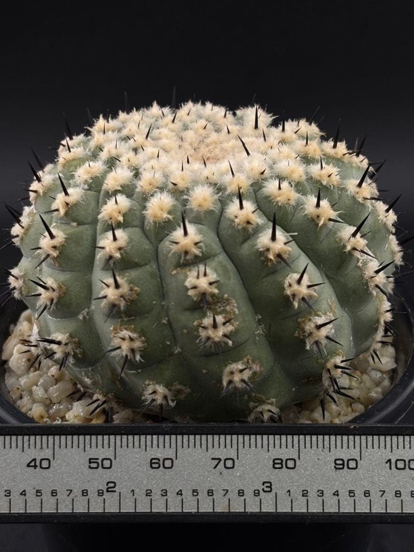 短刺螺旋　黒王丸　コピアポア　台付