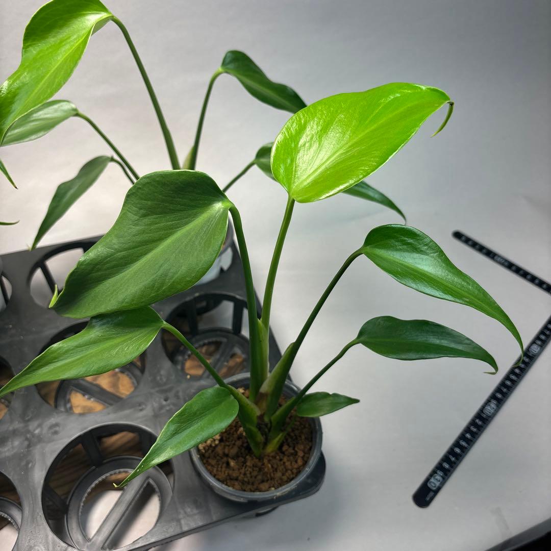 に*y様 5株セットモンステラ バールマルクスフレーム