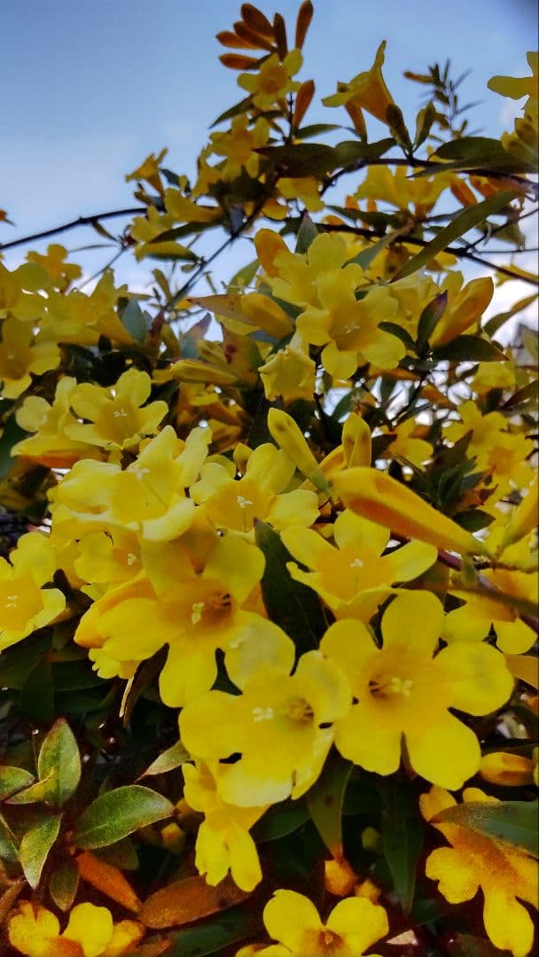 カロライナジャスミン ポット苗 コンパクトボックス発送