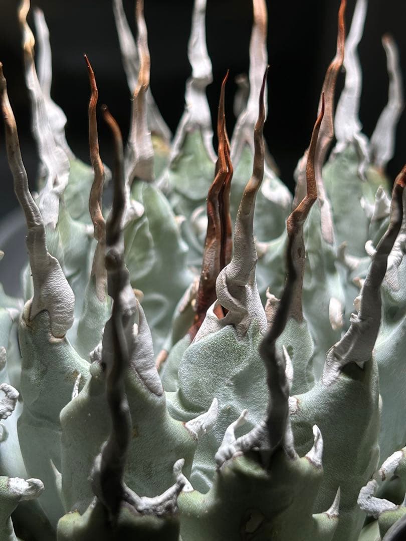 まかいきしアガベutahensis eborispina陽炎 白刺