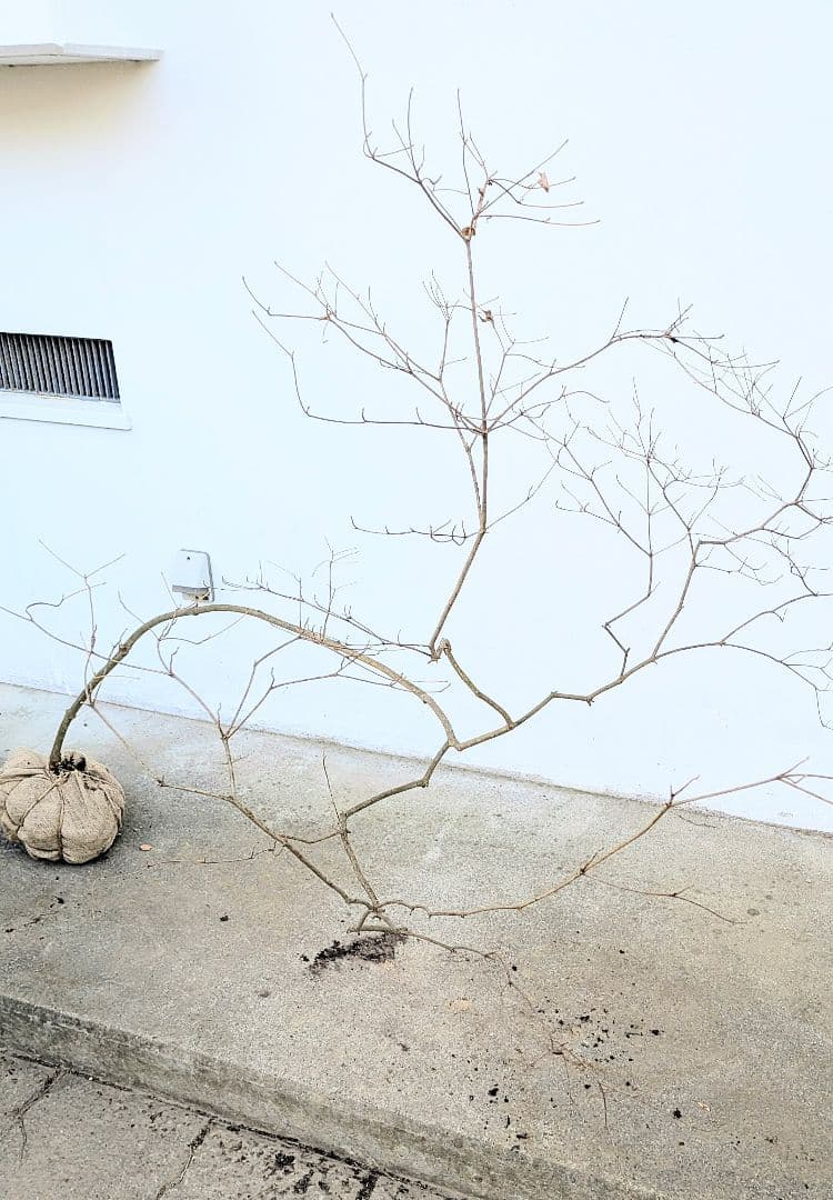 珠玉。山採りドウダンツツジ。