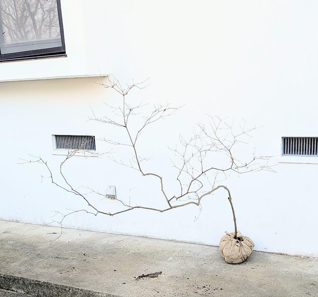 珠玉。山採りドウダンツツジ。