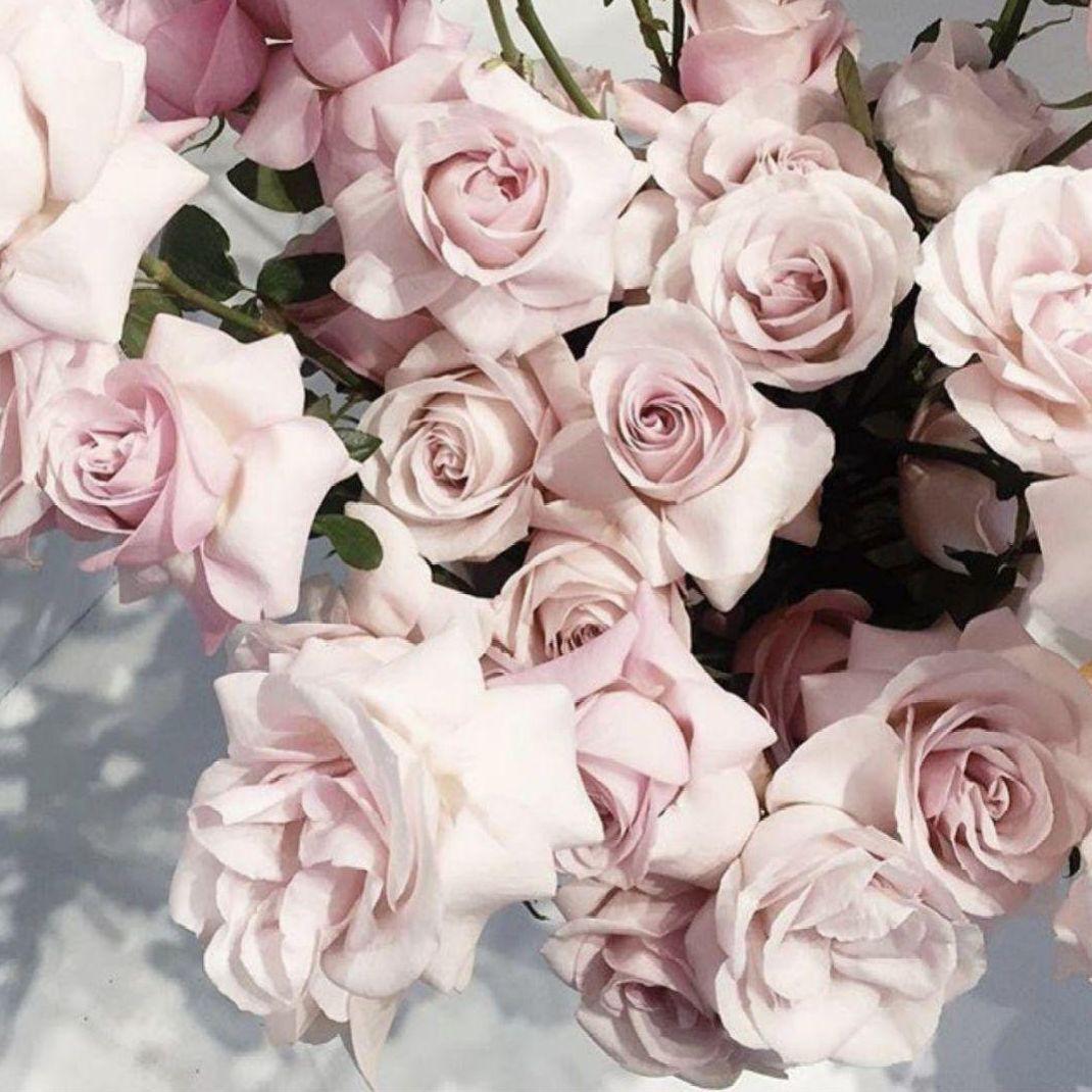 ✔️新品未開封〔ザ マイラ〕プランタハーモニー ピュアローション 2本