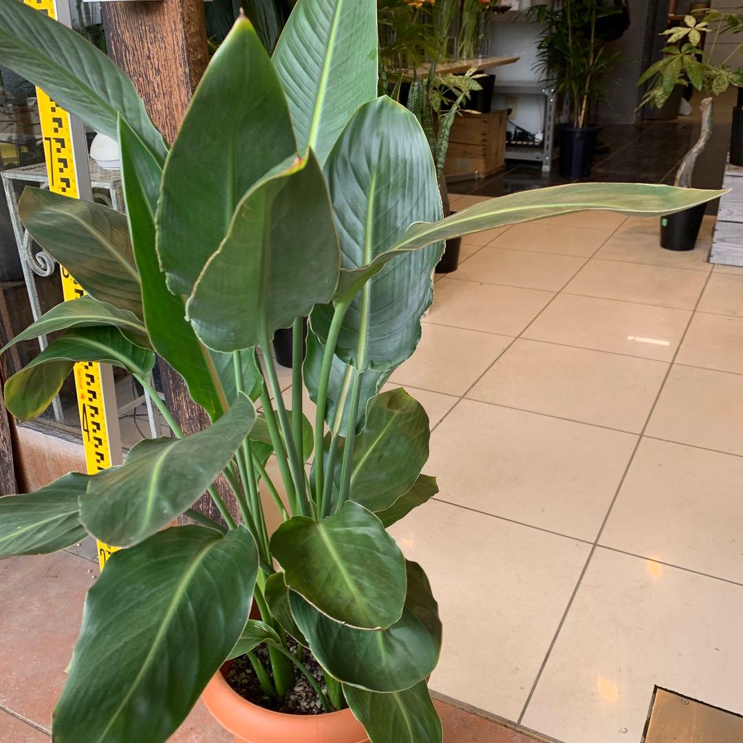 ストレリチア レギネ 8号