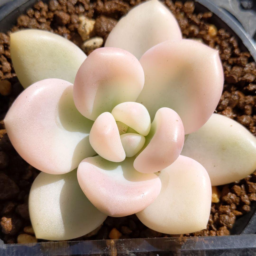 ♥桜空ちゃん専用♥　丸葉アリエールホワイトニングピンク斑入り