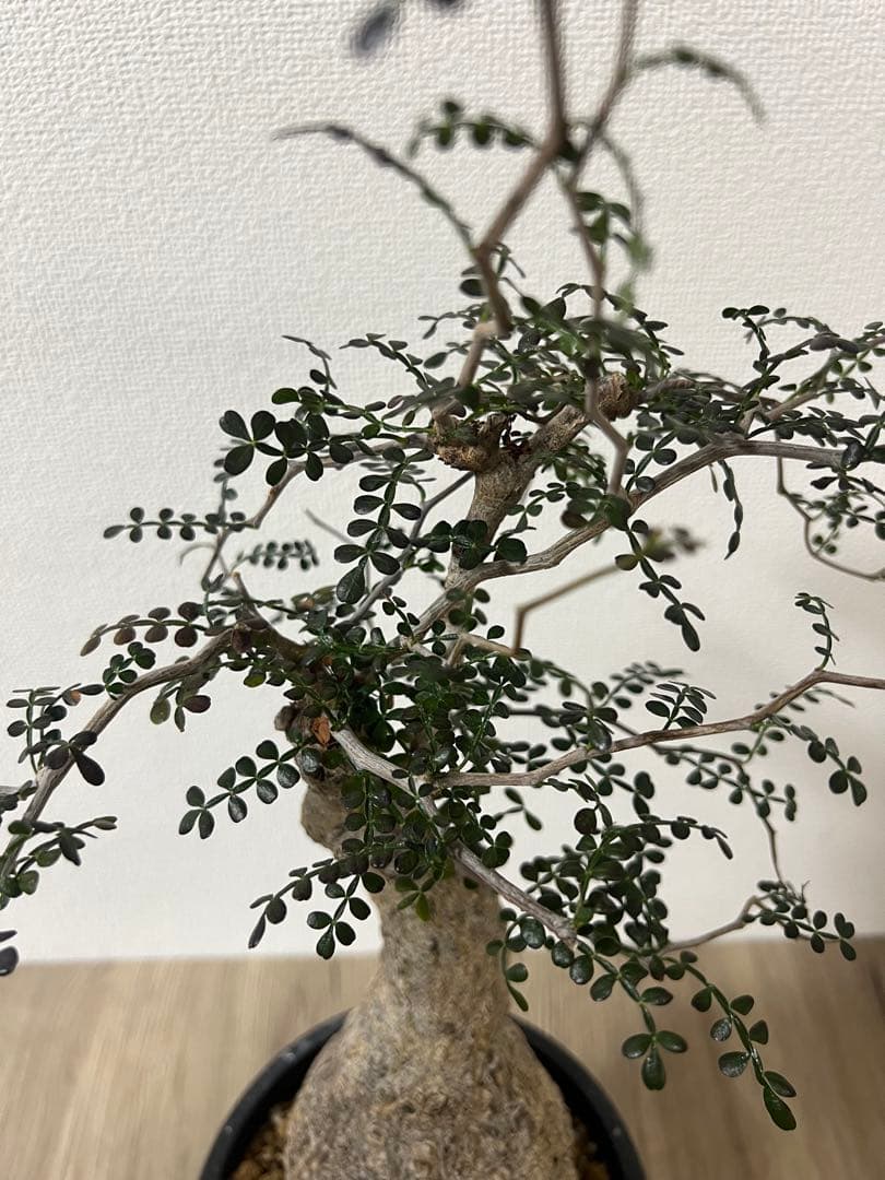 【bon25】【盆栽風】【発根済】オペルクリカリアパキプス　コレクション株