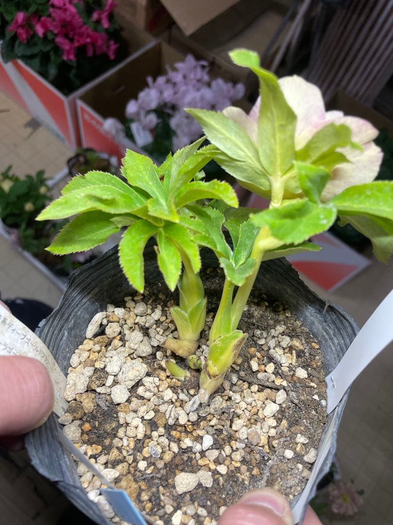 加藤農園 プリマヴェーラゴールド クリスマスローズ