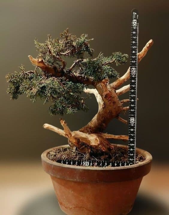 訳あり品！真柏盆栽！