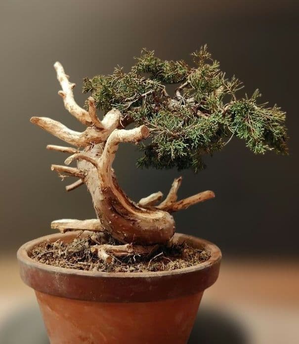 訳あり品！真柏盆栽！