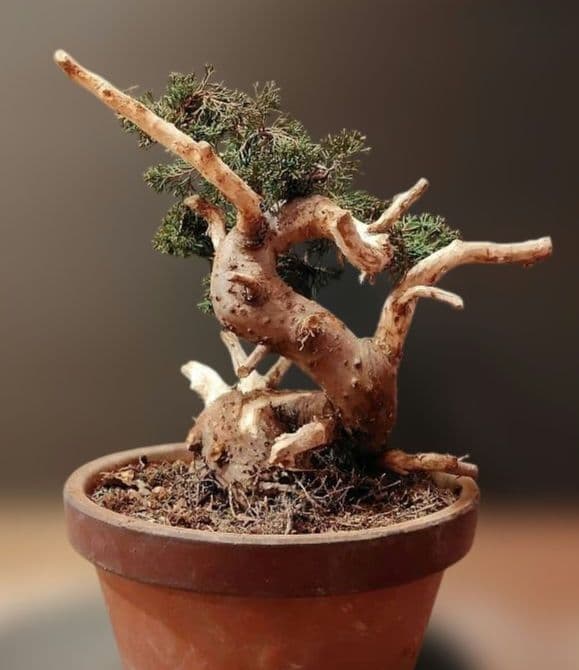 訳あり品！真柏盆栽！