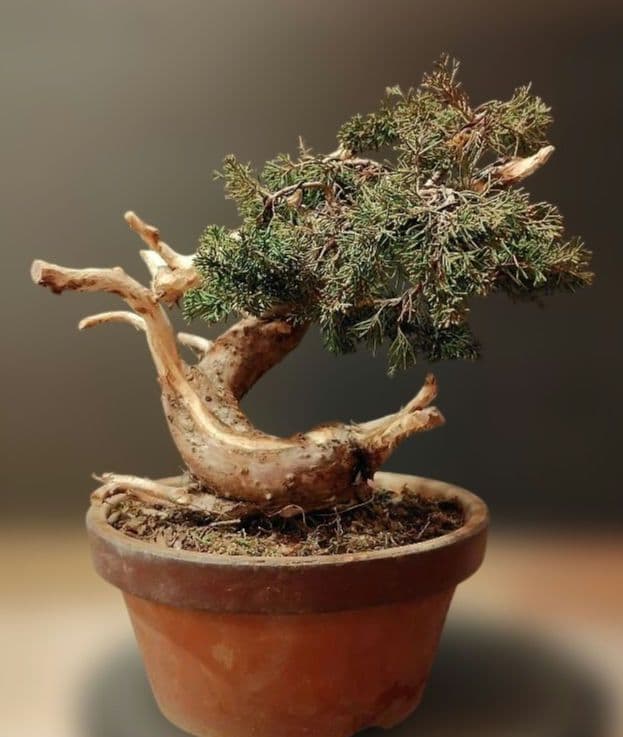 訳あり品！真柏盆栽！