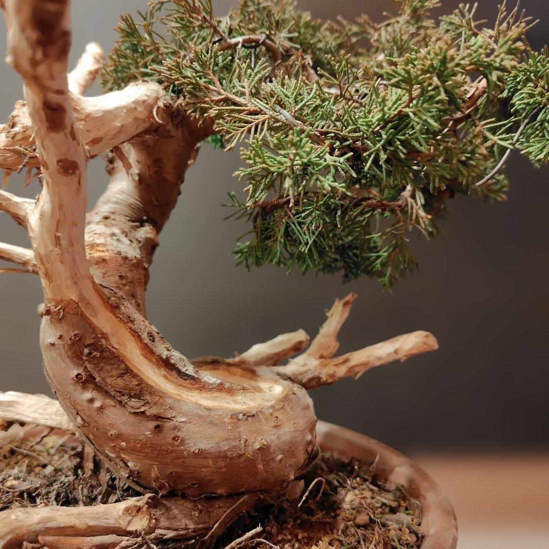 訳あり品！真柏盆栽！