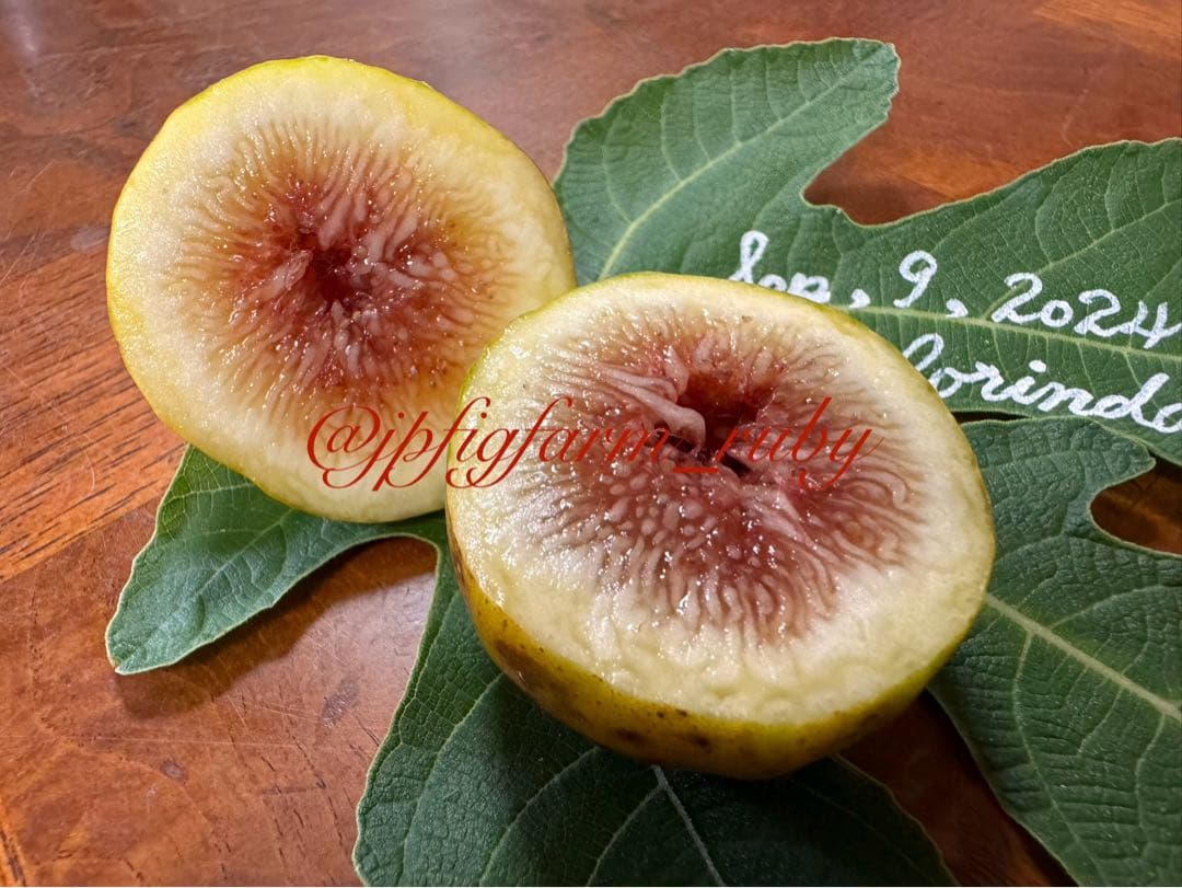 専用です。超絶お得！超超超レア結実確認済品種穂木3本セット