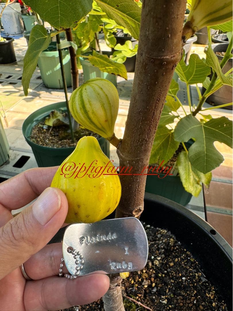 専用です。超絶お得！超超超レア結実確認済品種穂木3本セット