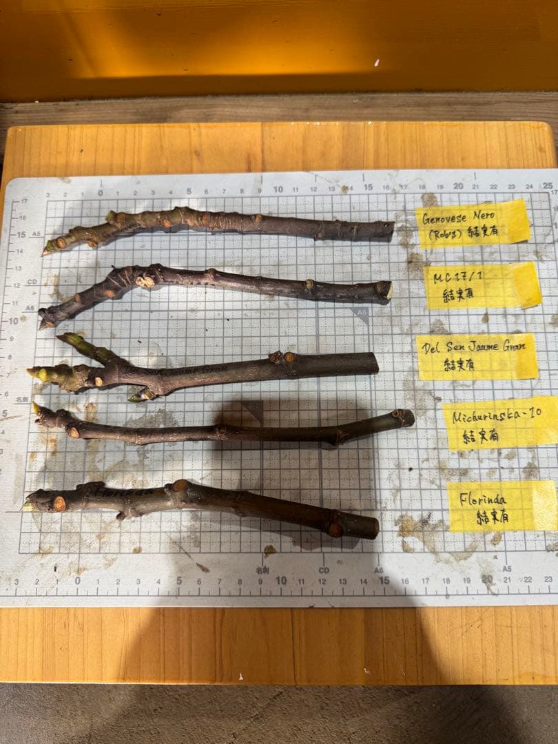 専用です。超絶お得！超超超レア結実確認済品種穂木3本セット